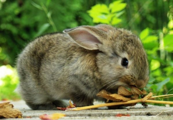  Feeding the rabbit in nature