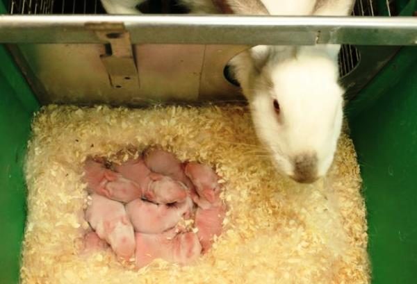  The little rabbit guarding the cubs in the pen
