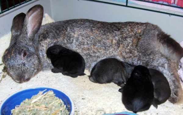  Little rabbit and little rabbit