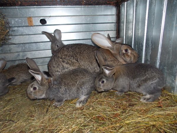  Gray Rabies in a cage