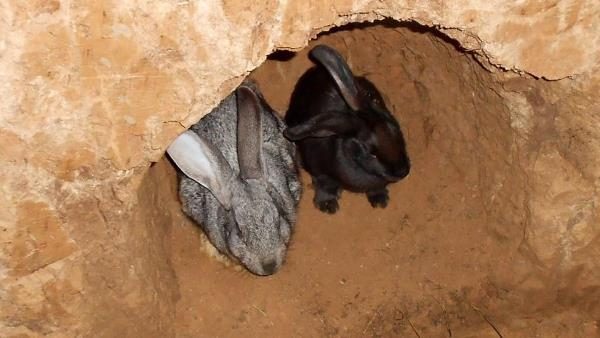  Rabbit and rabbit in a hole