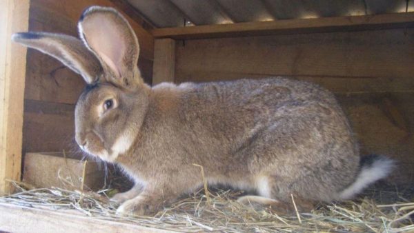  Flander rabbits