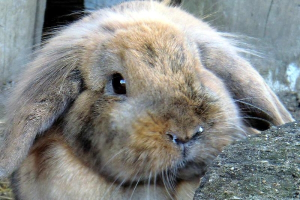  The cause of rhinitis in rabbits is hay allergy