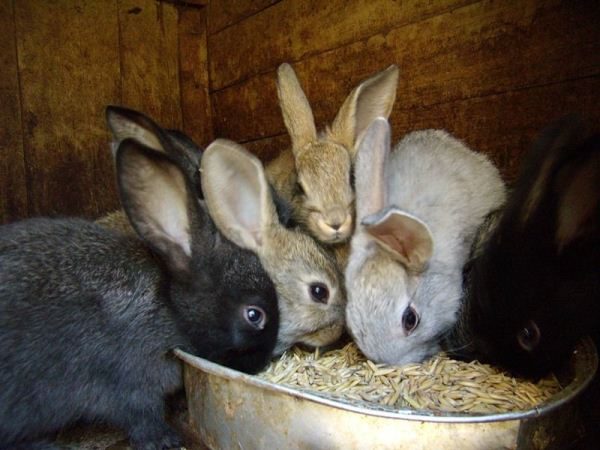  Rabbits eat