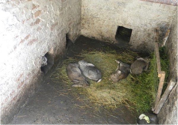  Rabbits in the pit