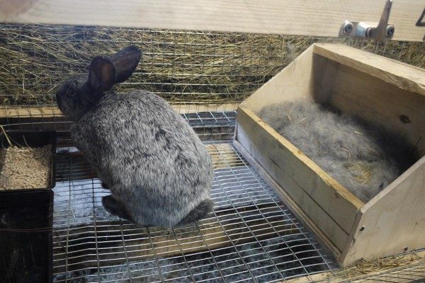 mother rabbit