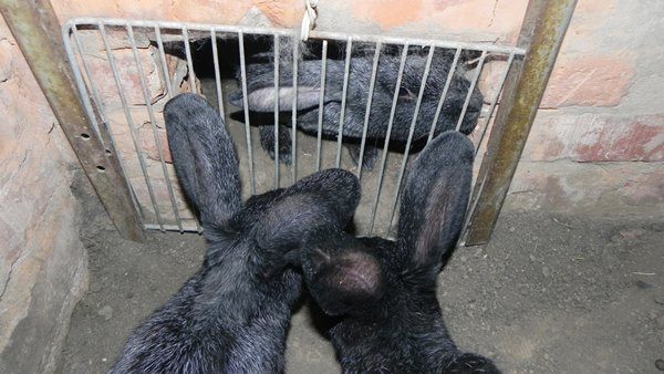  Gate valve for rabbit pit