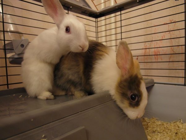  Breeding rabbits