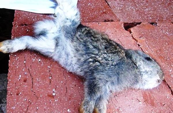  Coccidiosis in rabbits