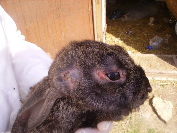  Nodular form of myxomatosis