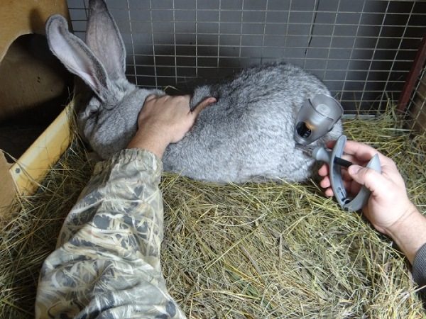  Vacunacion de conejo