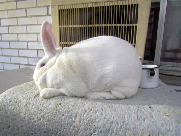  In order to get rid of the cold, the rabbit is inhaled.