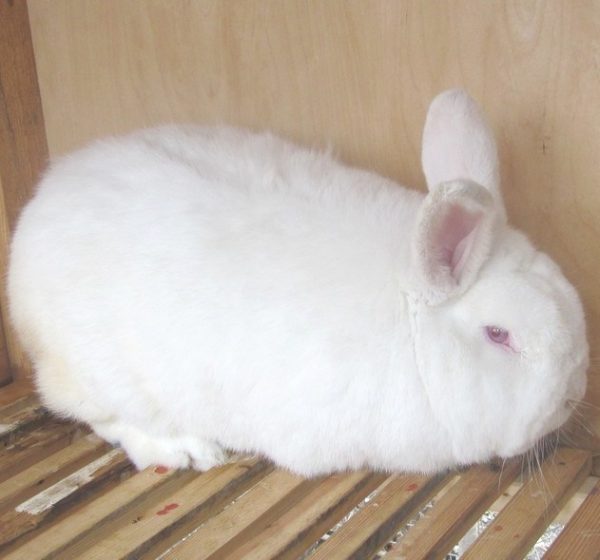  White rabbit breed