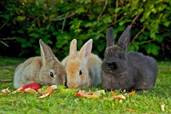  Summer feeding rabbits on the lawn