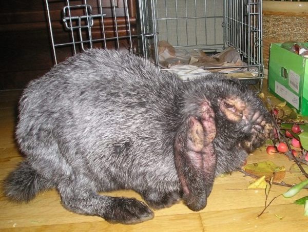  Running form of myxomatosis