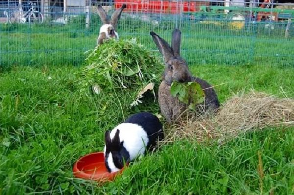  Harvested coarse feed for rabbits.