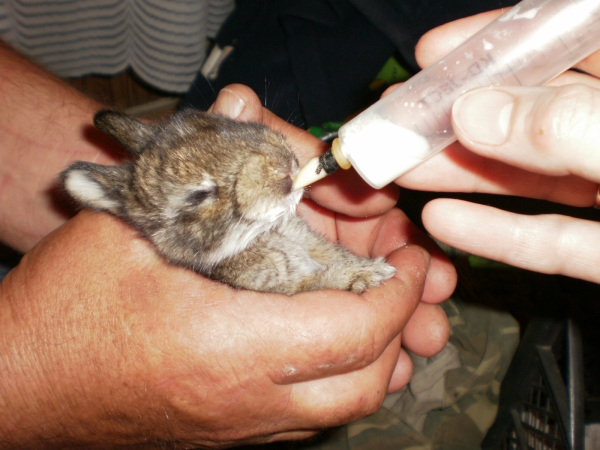  Trisulfon is rapidly absorbed and excreted in the urine.