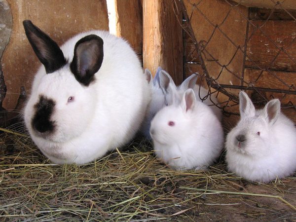  Californian rabbit with offspring