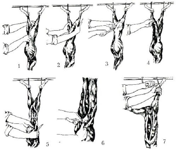 Rabbit carcass cutting scheme