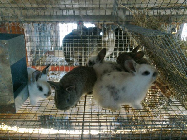  Little rabbits in a cage