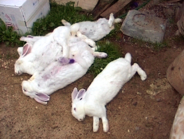  Conejos muertos
