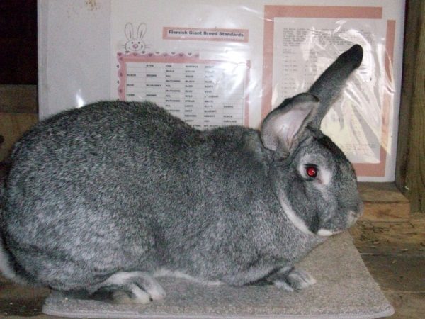  Rabbit of breed a gray giant
