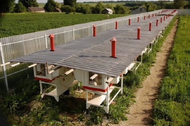  Rabbit breeding as a business