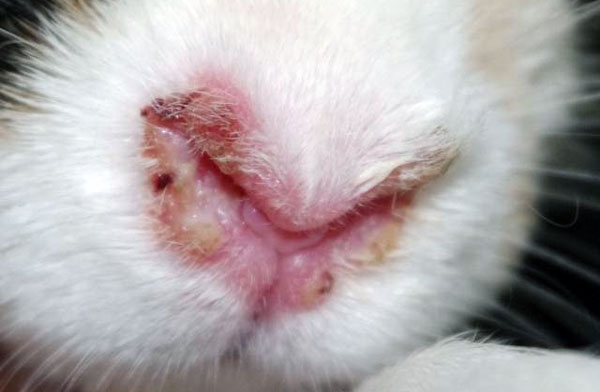  Rhinitis can cause rabbit death