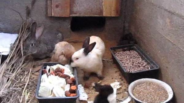  Rabbits eat in the pit