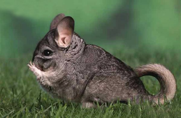  Chinchilla în sălbăticie