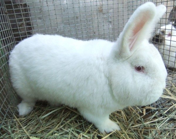  Rabbit white New Zealand