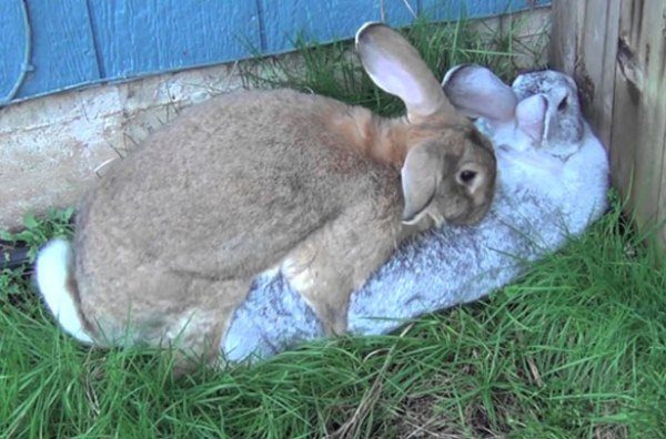  Rabbit mating