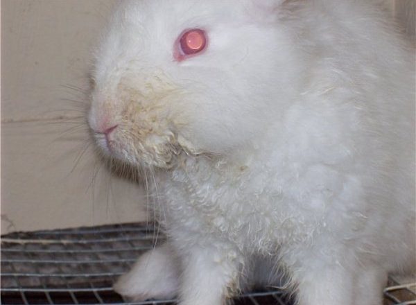  Estomatitis infecciosa en conejos.