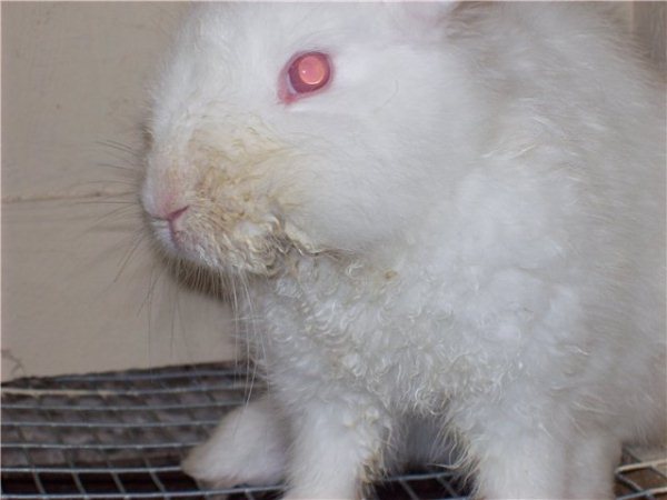  Infectious stomatitis in rabbits
