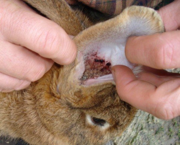  Psoroptosis in rabbits