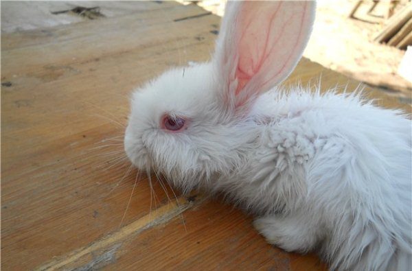  Infectious stomatitis in rabbits