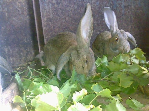  Rabbits eat