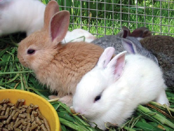  Prepared feed for rabbits