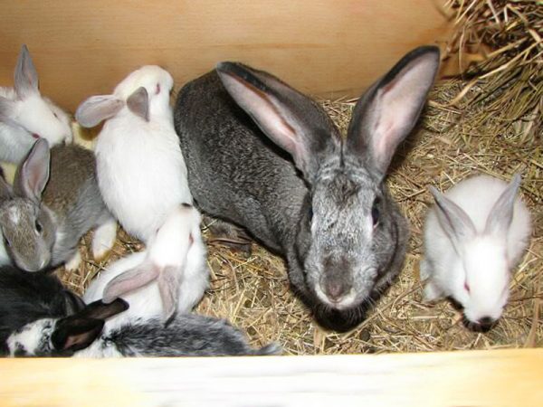  The initial stage of coccidiosis in rabbits