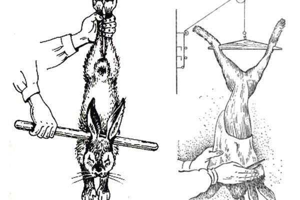 The scheme of driving and skinning a rabbit