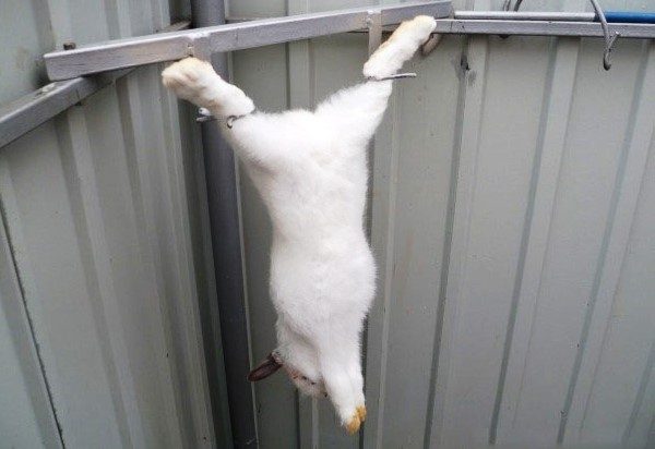 Rabbit before skinning