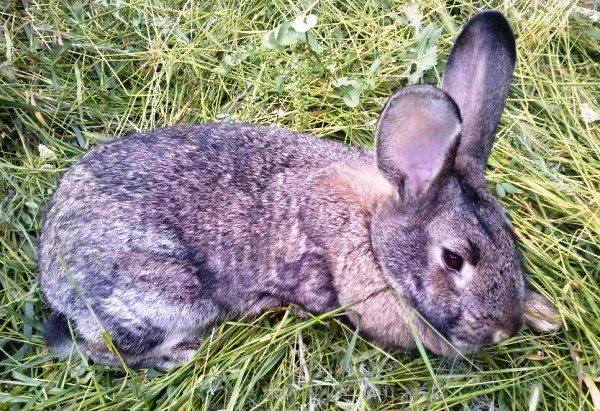  Sick little bunny