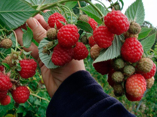  Branch with raspberry berries Heracles