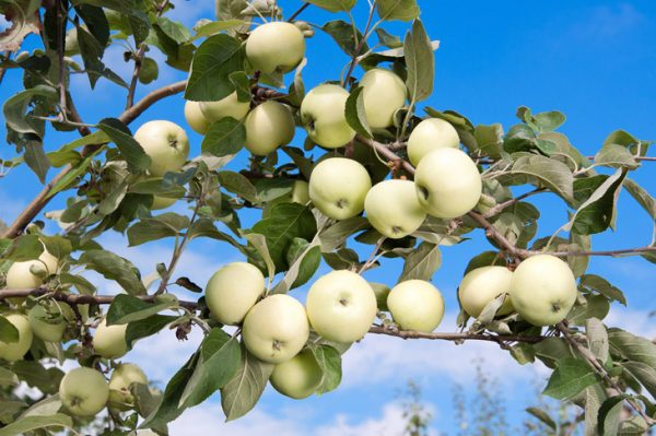  Apple harvest White pouring on the tree