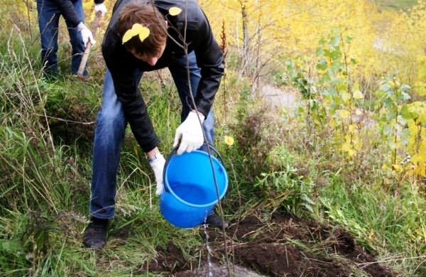  Rega apenas mudas de maçã plantadas