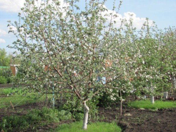  Em primeiro plano flores de Shtreyfling, seguidas por Kutuzovets