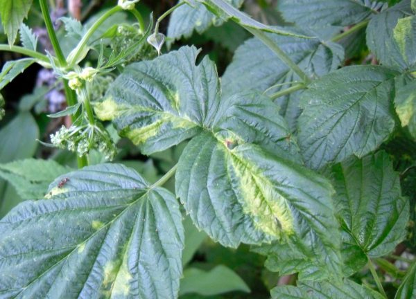 Raspberry leaf mosaic