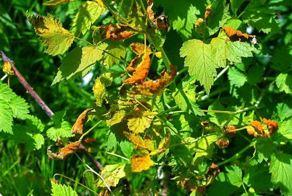  Raspberry rust