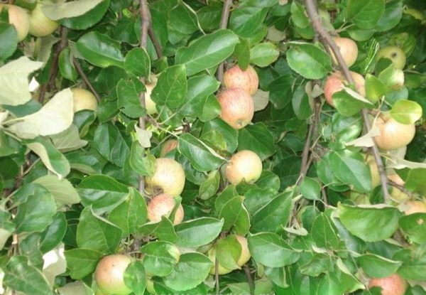  Watering candy varieties of apple trees during fruit harvesting is undesirable.