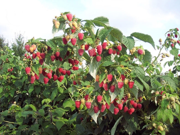  Raspberry Tarusa: variety description, planting and care